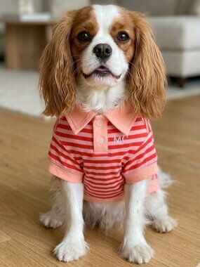 Pink - Red Stripe Polo